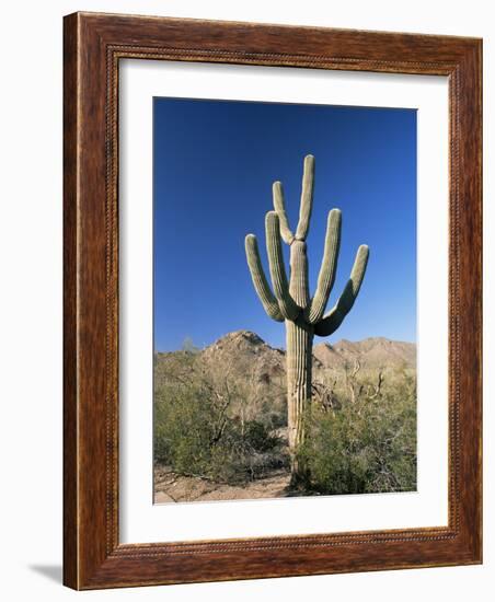 Saguaro Cactus (Cereus Giganteus), Saguaro National Park (West), Tucson, Arizona, USA-Ruth Tomlinson-Framed Photographic Print