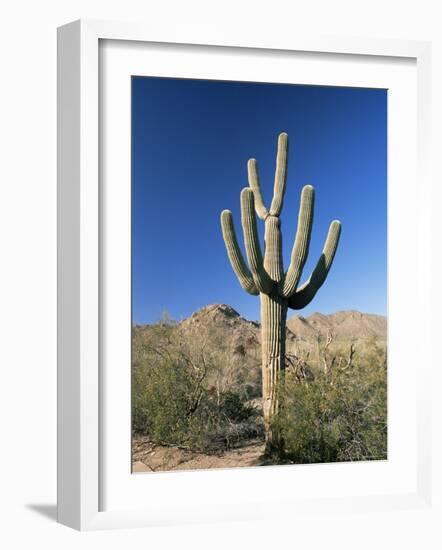 Saguaro Cactus (Cereus Giganteus), Saguaro National Park (West), Tucson, Arizona, USA-Ruth Tomlinson-Framed Photographic Print