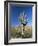 Saguaro Cactus (Cereus Giganteus), Saguaro National Park (West), Tucson, Arizona, USA-Ruth Tomlinson-Framed Photographic Print