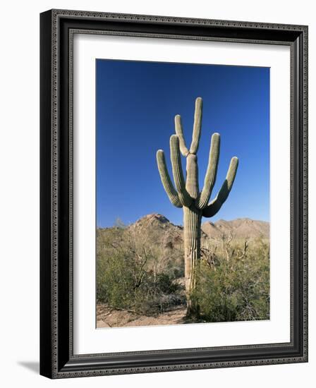 Saguaro Cactus (Cereus Giganteus), Saguaro National Park (West), Tucson, Arizona, USA-Ruth Tomlinson-Framed Photographic Print