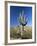 Saguaro Cactus (Cereus Giganteus), Saguaro National Park (West), Tucson, Arizona, USA-Ruth Tomlinson-Framed Photographic Print