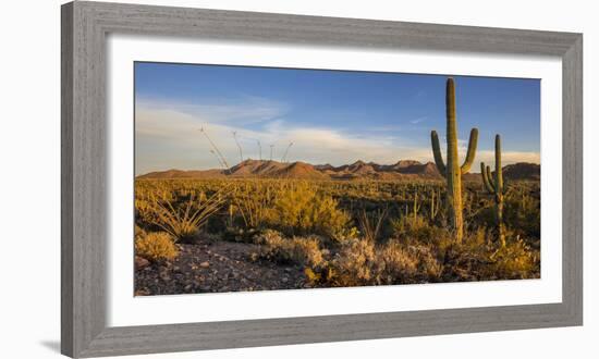 Saguaro Cactus Dominate the Landscape at Saguaro National Park in Tucson, Arizona, Usa-Chuck Haney-Framed Photographic Print