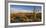 Saguaro Cactus Dominate the Landscape at Saguaro National Park in Tucson, Arizona, Usa-Chuck Haney-Framed Photographic Print