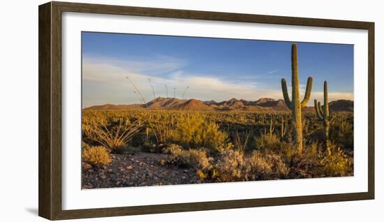 Saguaro Cactus Dominate the Landscape at Saguaro National Park in Tucson, Arizona, Usa-Chuck Haney-Framed Photographic Print