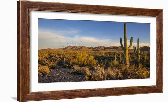 Saguaro Cactus Dominate the Landscape at Saguaro National Park in Tucson, Arizona, Usa-Chuck Haney-Framed Photographic Print