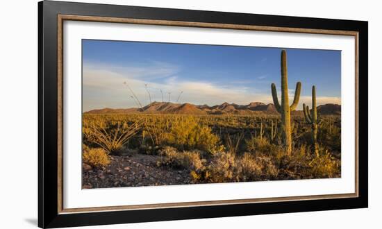 Saguaro Cactus Dominate the Landscape at Saguaro National Park in Tucson, Arizona, Usa-Chuck Haney-Framed Photographic Print