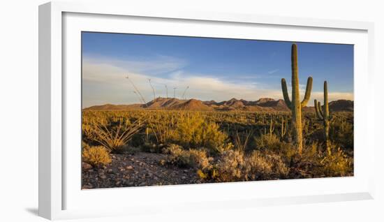 Saguaro Cactus Dominate the Landscape at Saguaro National Park in Tucson, Arizona, Usa-Chuck Haney-Framed Photographic Print