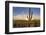 Saguaro Cactus Dominate the Landscape at Saguaro National Park in Tucson, Arizona, Usa-Chuck Haney-Framed Photographic Print