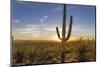 Saguaro Cactus Dominate the Landscape at Saguaro National Park in Tucson, Arizona, Usa-Chuck Haney-Mounted Photographic Print