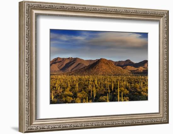 Saguaro Cactus Dominate the Landscape at Saguaro National Park in Tucson, Arizona, Usa-Chuck Haney-Framed Photographic Print