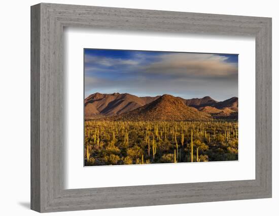 Saguaro Cactus Dominate the Landscape at Saguaro National Park in Tucson, Arizona, Usa-Chuck Haney-Framed Photographic Print