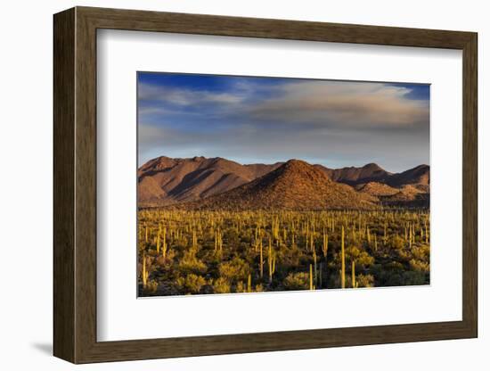 Saguaro Cactus Dominate the Landscape at Saguaro National Park in Tucson, Arizona, Usa-Chuck Haney-Framed Photographic Print