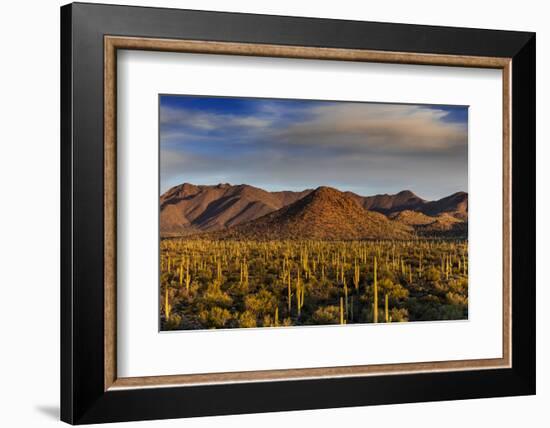 Saguaro Cactus Dominate the Landscape at Saguaro National Park in Tucson, Arizona, Usa-Chuck Haney-Framed Photographic Print