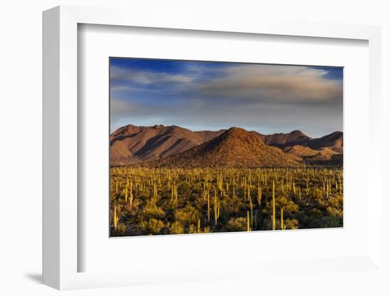 Saguaro Cactus Dominate the Landscape at Saguaro National Park in Tucson, Arizona, Usa-Chuck Haney-Framed Photographic Print