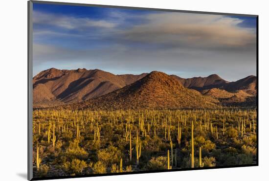 Saguaro Cactus Dominate the Landscape at Saguaro National Park in Tucson, Arizona, Usa-Chuck Haney-Mounted Photographic Print