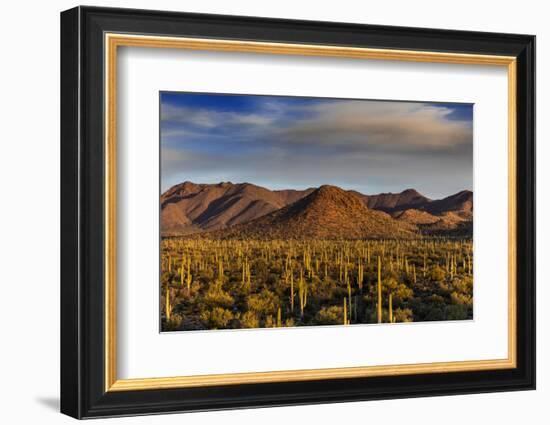 Saguaro Cactus Dominate the Landscape at Saguaro National Park in Tucson, Arizona, Usa-Chuck Haney-Framed Photographic Print