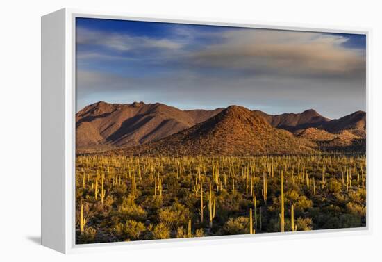 Saguaro Cactus Dominate the Landscape at Saguaro National Park in Tucson, Arizona, Usa-Chuck Haney-Framed Premier Image Canvas