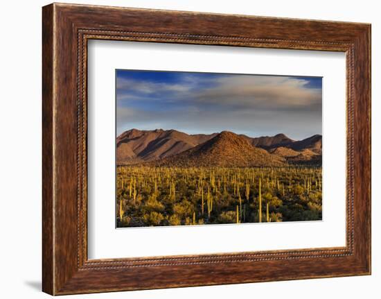 Saguaro Cactus Dominate the Landscape at Saguaro National Park in Tucson, Arizona, Usa-Chuck Haney-Framed Premium Photographic Print