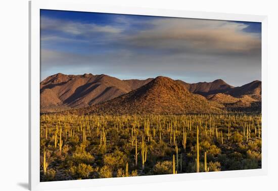 Saguaro Cactus Dominate the Landscape at Saguaro National Park in Tucson, Arizona, Usa-Chuck Haney-Framed Photographic Print