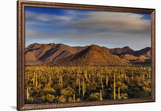 Saguaro Cactus Dominate the Landscape at Saguaro National Park in Tucson, Arizona, Usa-Chuck Haney-Framed Photographic Print