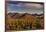 Saguaro Cactus Dominate the Landscape at Saguaro National Park in Tucson, Arizona, Usa-Chuck Haney-Framed Photographic Print