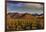 Saguaro Cactus Dominate the Landscape at Saguaro National Park in Tucson, Arizona, Usa-Chuck Haney-Framed Photographic Print