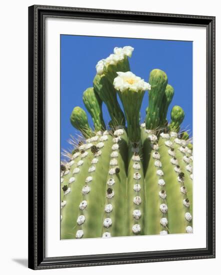 Saguaro Cactus Flower, Sonora Desert Museum, Tucson, Arizona-Rob Tilley-Framed Photographic Print