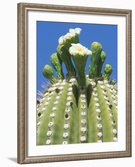 Saguaro Cactus Flower, Sonora Desert Museum, Tucson, Arizona-Rob Tilley-Framed Photographic Print