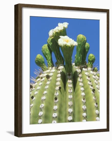 Saguaro Cactus Flower, Sonora Desert Museum, Tucson, Arizona-Rob Tilley-Framed Photographic Print