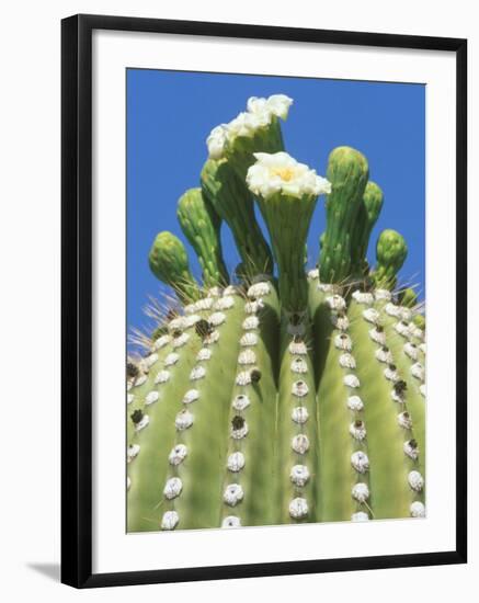 Saguaro Cactus Flower, Sonora Desert Museum, Tucson, Arizona-Rob Tilley-Framed Photographic Print