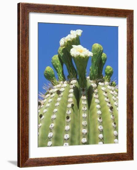 Saguaro Cactus Flower, Sonora Desert Museum, Tucson, Arizona-Rob Tilley-Framed Photographic Print