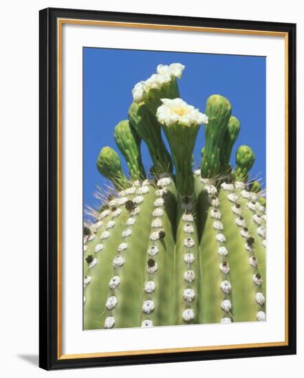 Saguaro Cactus Flower, Sonora Desert Museum, Tucson, Arizona-Rob Tilley-Framed Photographic Print