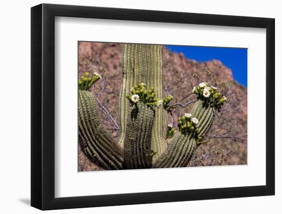 Saguaro cactus flowering in Saguaro National Park in Tucson, Arizona, USA-Chuck Haney-Framed Photographic Print