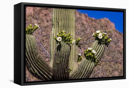 Saguaro cactus flowering in Saguaro National Park in Tucson, Arizona, USA-Chuck Haney-Framed Premier Image Canvas
