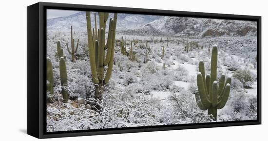 Saguaro Cactus in a Desert after Snowstorm, Tucson, Arizona, Usa-null-Framed Premier Image Canvas