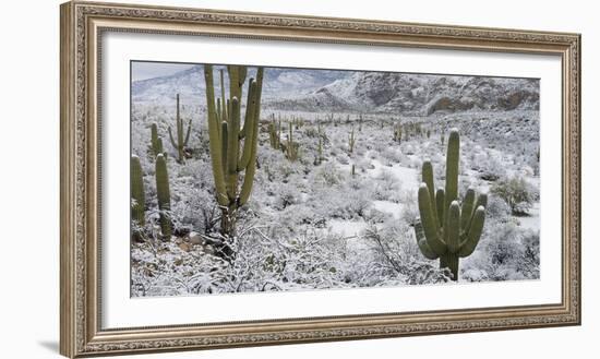 Saguaro Cactus in a Desert after Snowstorm, Tucson, Arizona, Usa-null-Framed Photographic Print