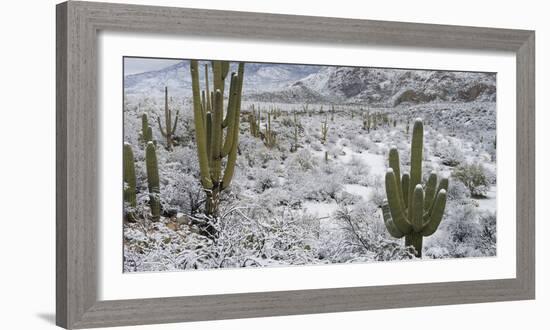 Saguaro Cactus in a Desert after Snowstorm, Tucson, Arizona, Usa-null-Framed Photographic Print