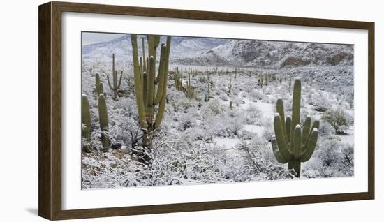 Saguaro Cactus in a Desert after Snowstorm, Tucson, Arizona, Usa-null-Framed Photographic Print