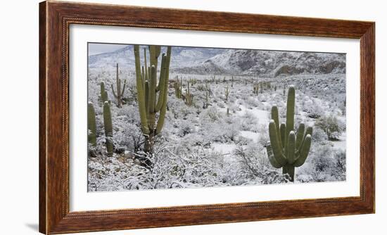 Saguaro Cactus in a Desert after Snowstorm, Tucson, Arizona, Usa-null-Framed Photographic Print