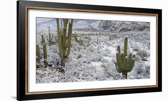 Saguaro Cactus in a Desert after Snowstorm, Tucson, Arizona, Usa-null-Framed Photographic Print