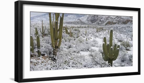 Saguaro Cactus in a Desert after Snowstorm, Tucson, Arizona, Usa-null-Framed Photographic Print