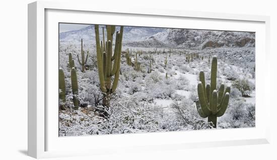 Saguaro Cactus in a Desert after Snowstorm, Tucson, Arizona, Usa-null-Framed Photographic Print