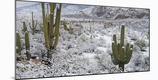 Saguaro Cactus in a Desert after Snowstorm, Tucson, Arizona, Usa-null-Mounted Photographic Print