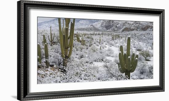 Saguaro Cactus in a Desert after Snowstorm, Tucson, Arizona, Usa-null-Framed Photographic Print