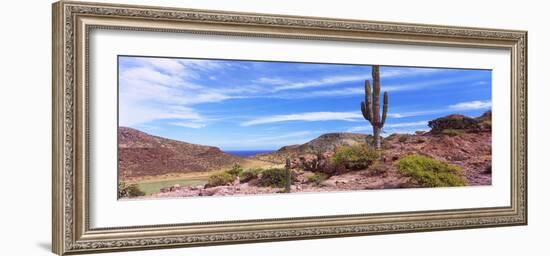Saguaro Cactus in Arid Area, El Embudo, Isla Partida, La Paz, Baja California Sur, Mexico-null-Framed Photographic Print