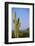 Saguaro Cactus in Desert-DLILLC-Framed Photographic Print