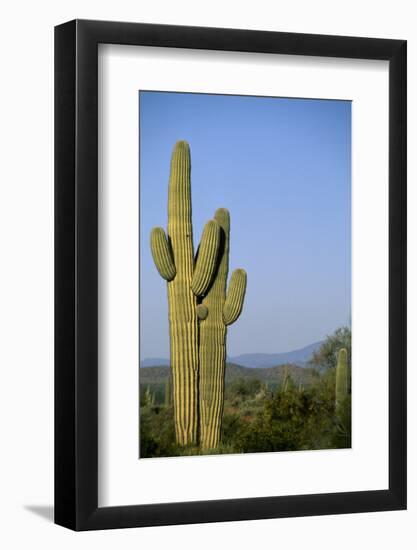 Saguaro Cactus in Desert-DLILLC-Framed Photographic Print