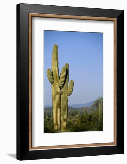 Saguaro Cactus in Desert-DLILLC-Framed Photographic Print