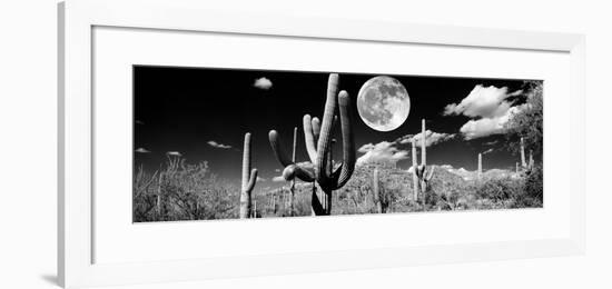 Saguaro cactus in moonlight at Saguaro National Park, Tucson, Arizona, USA-null-Framed Photographic Print