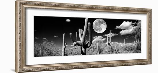 Saguaro cactus in moonlight at Saguaro National Park, Tucson, Arizona, USA-null-Framed Premium Photographic Print